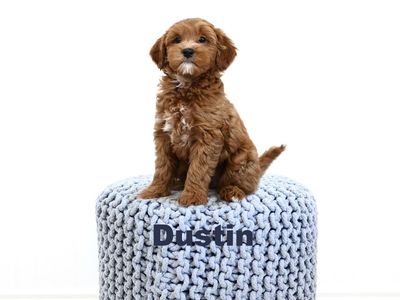 Obedience, Potty, Crate Trained Micro/Petite Goldendoodles