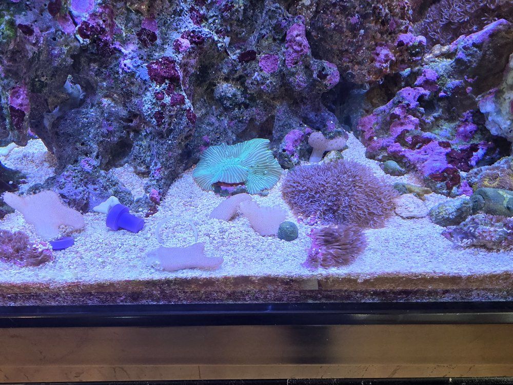 Free Starburst Polyps and Devil's Hand Frags