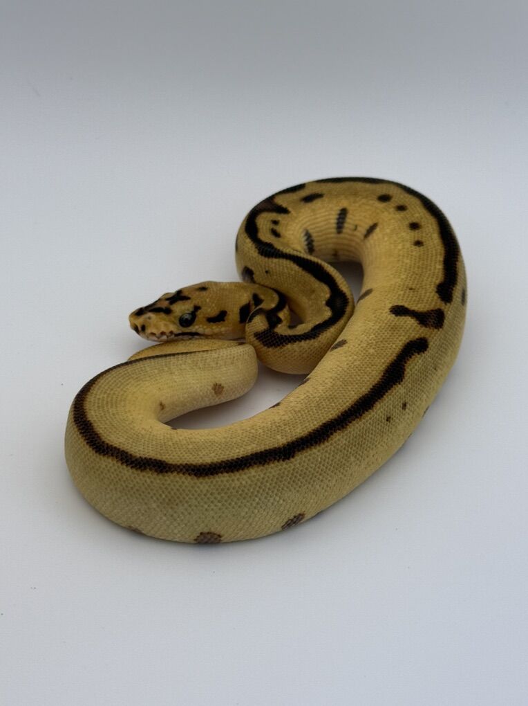 Fire Enchi Spotnose Leopard Clown F Ball Python