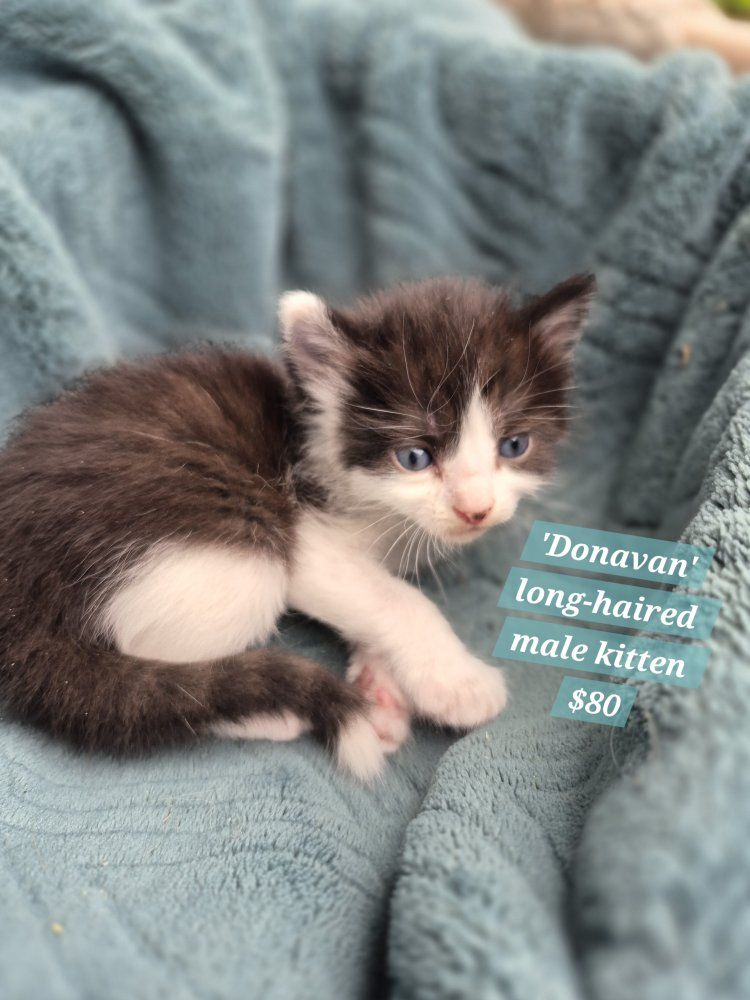 So Friendly! litterbox trained, great with dogs and kids