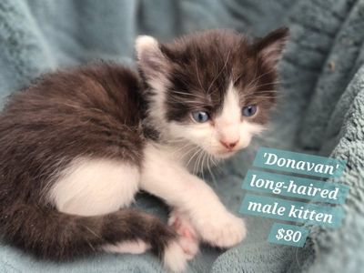 So Friendly! litterbox trained, great with dogs and kids
