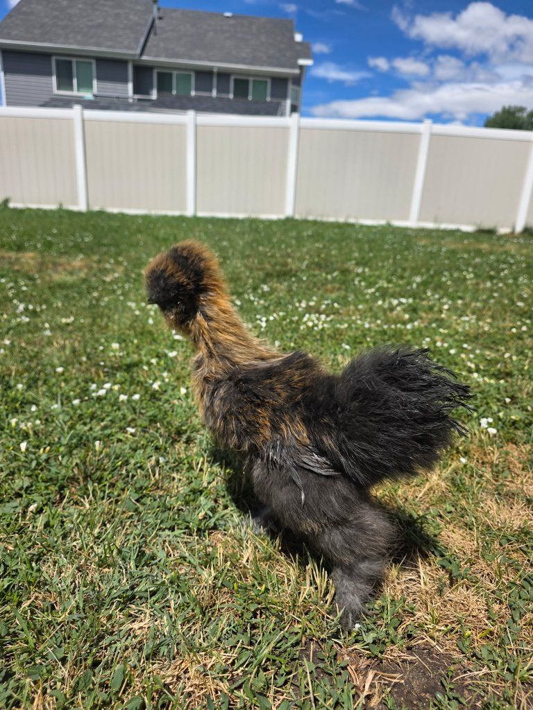 Young Silkie Rooster