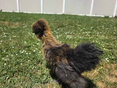Young Silkie Rooster
