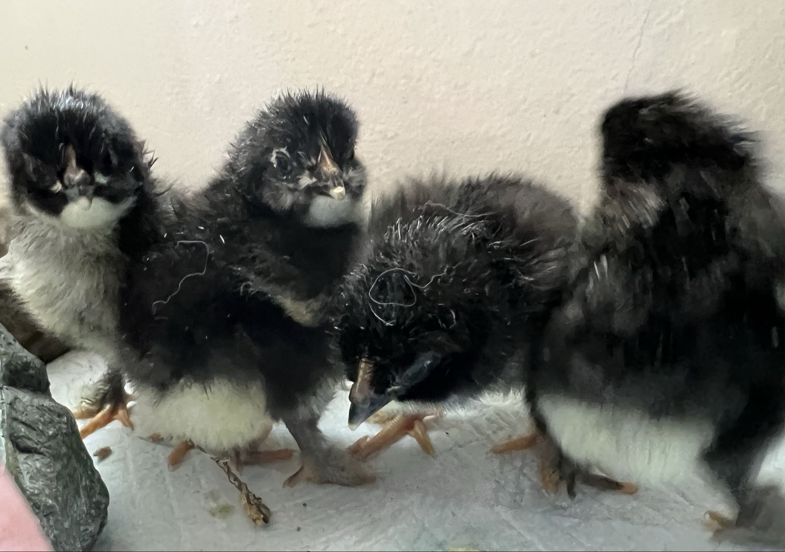Unsexed Marans Chicks