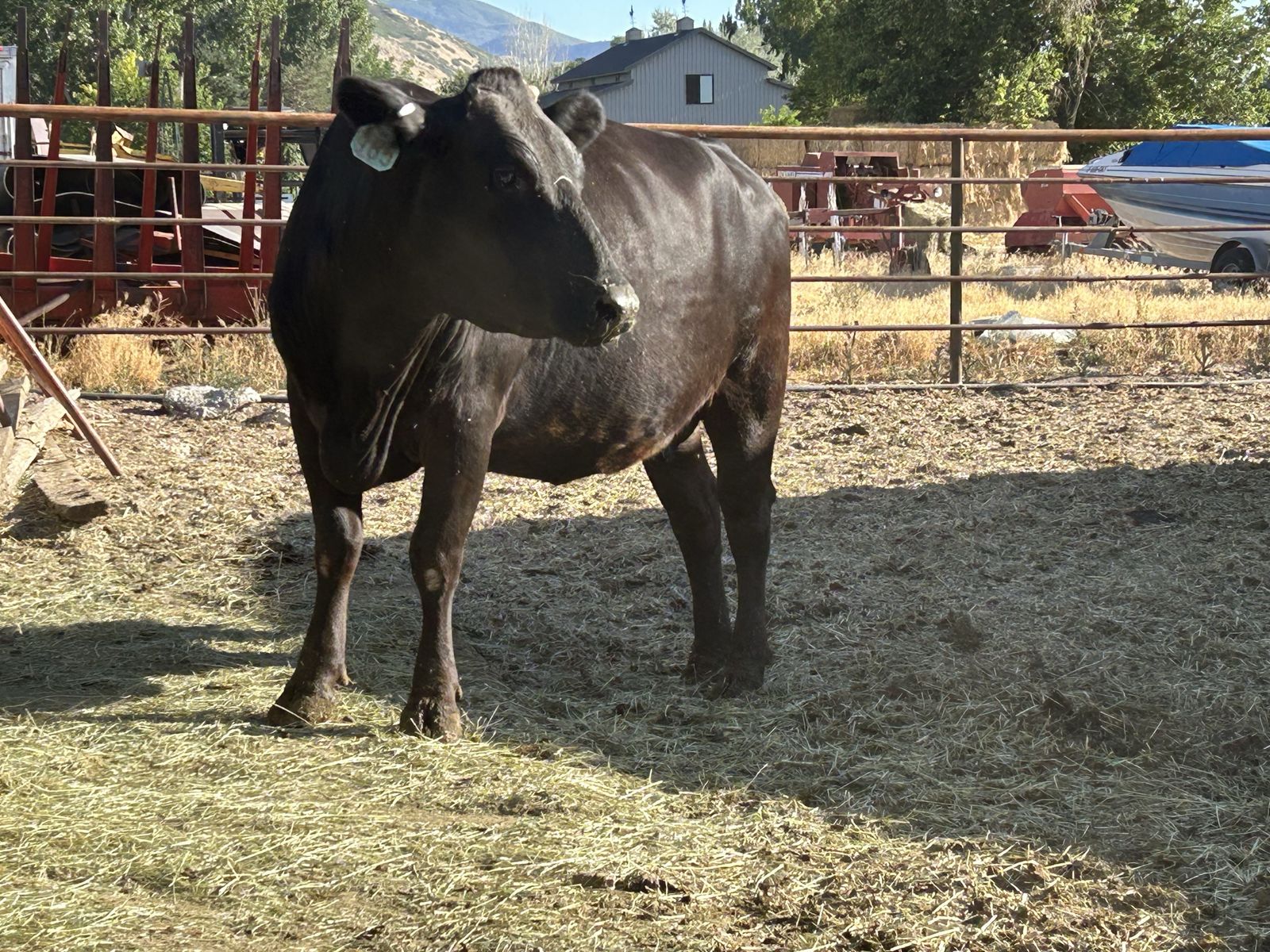 3 cow calf pairs