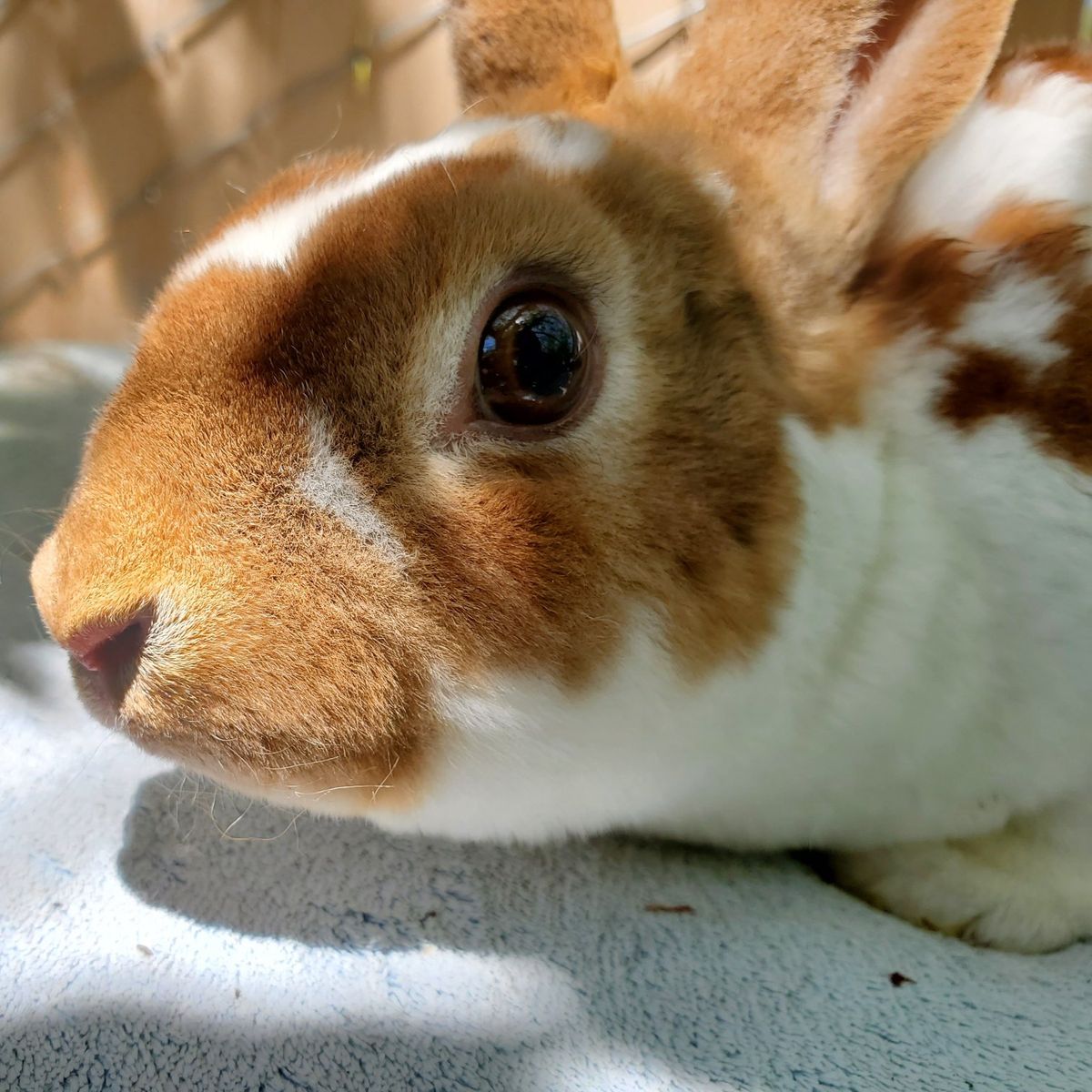 Broken Amber Lutino Carrier Mini Rex Doe Proven