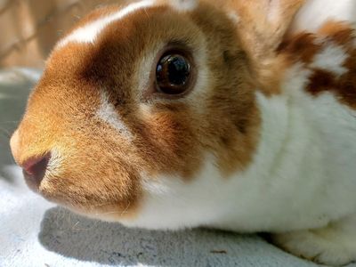 Broken Amber Lutino Carrier Mini Rex Doe Proven