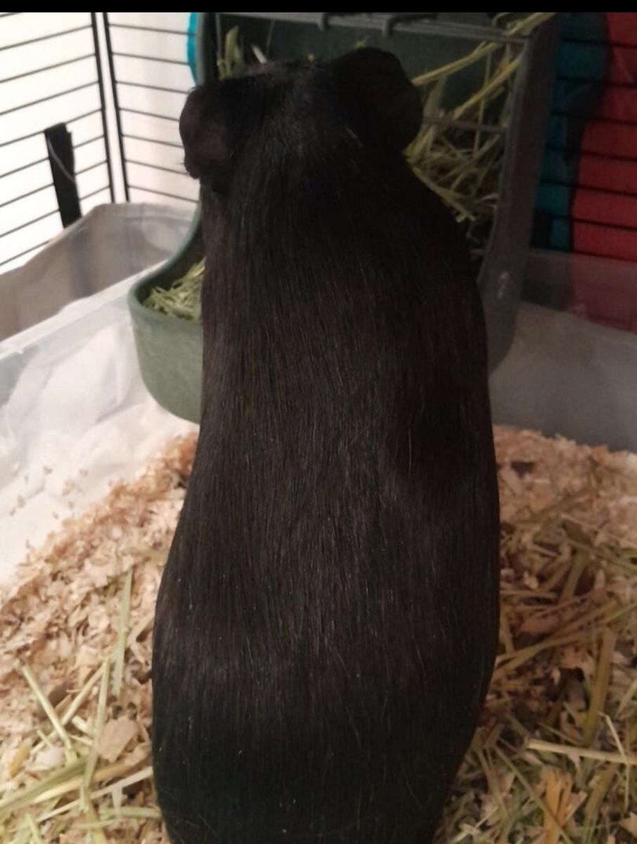 male guinea and stuff
