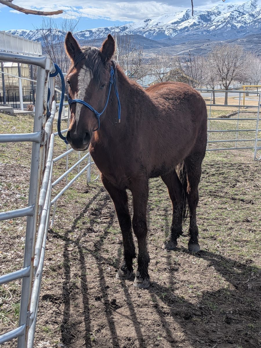 3 year old Mustang Mare
