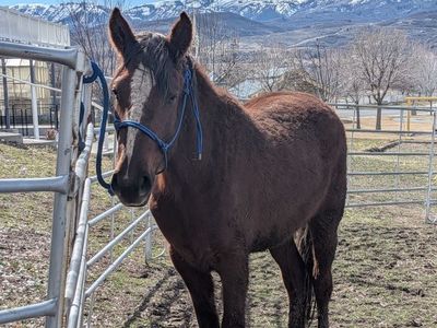 3 year old Mustang Mare