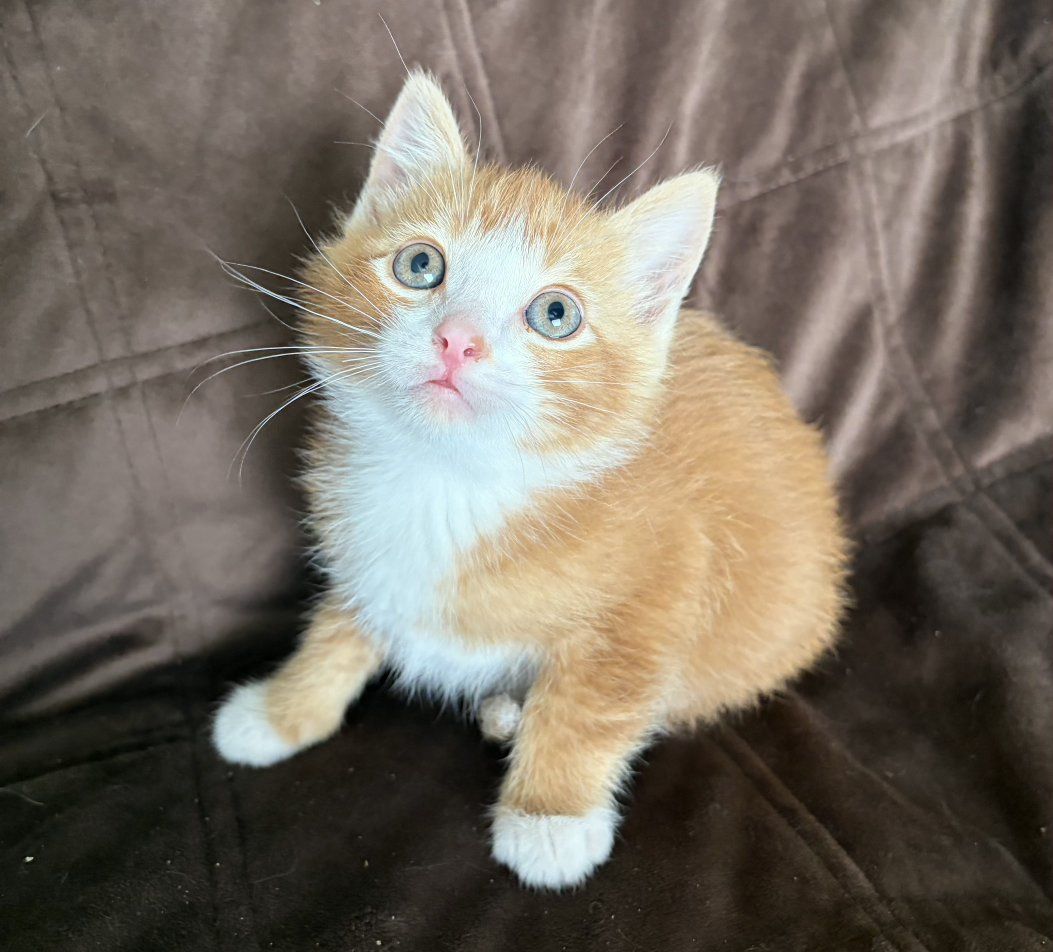 Adorable Kittens