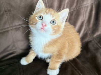 Adorable Kittens