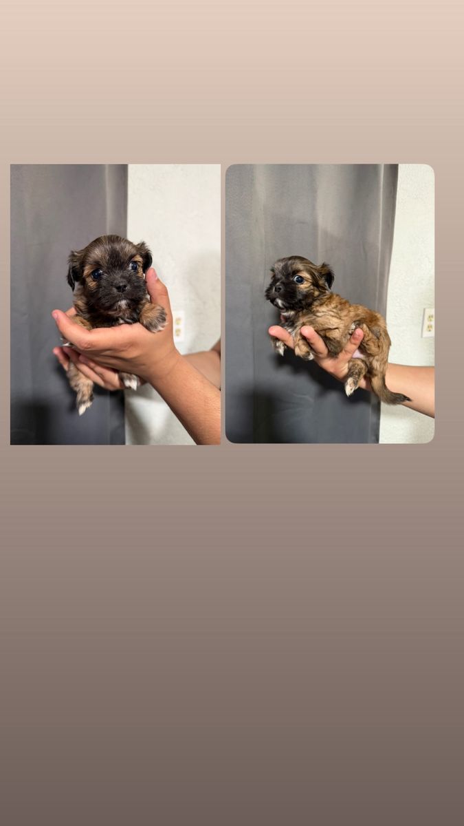 Puppies
