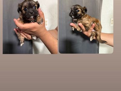 Puppies
