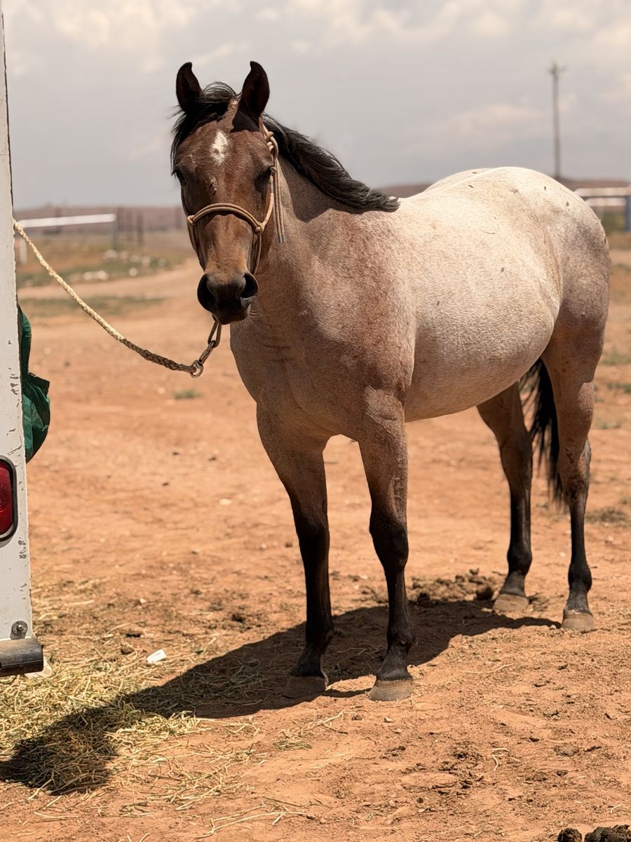 2024 grade bay roan filly