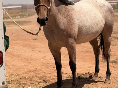 2024 grade bay roan filly