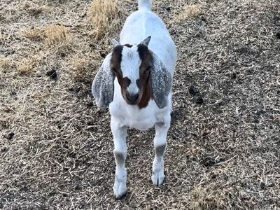 Dopple Boer Goat Buckling
