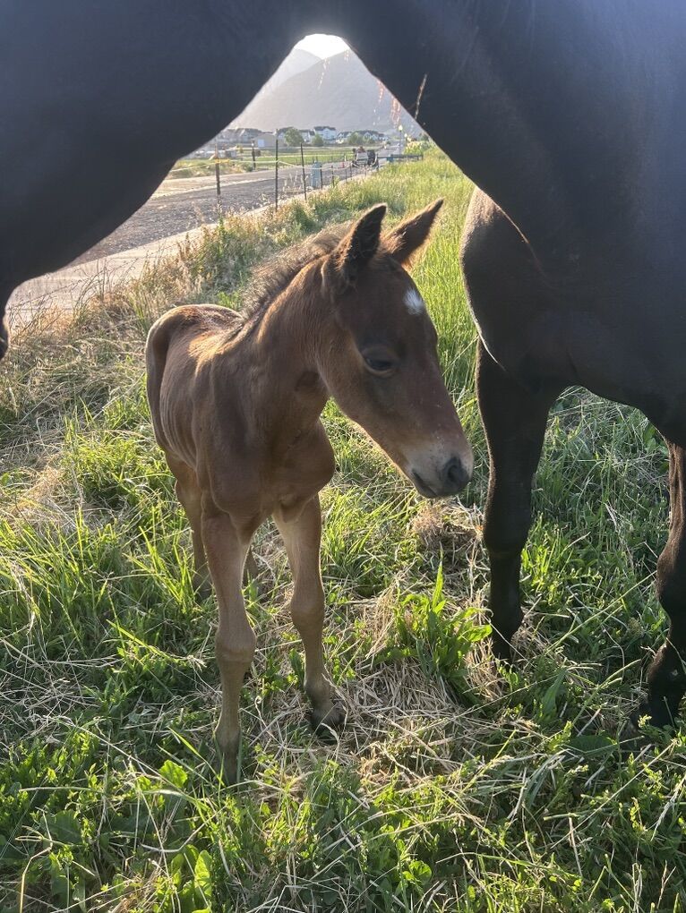 In Search Of Land To Lease