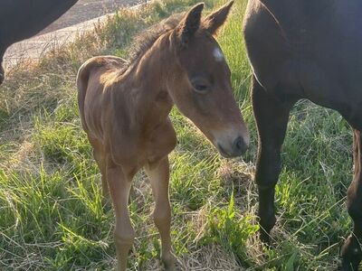In Search Of Land To Lease