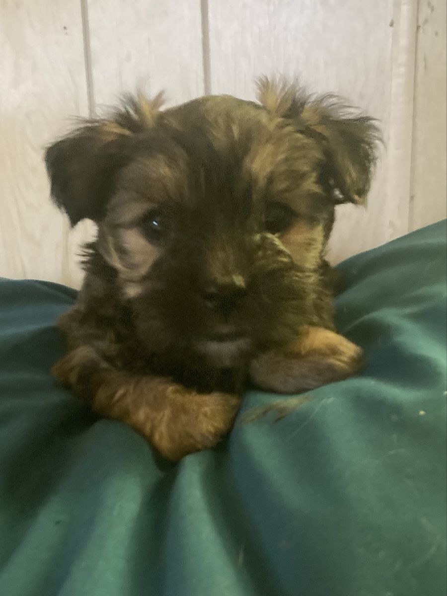 Yorshi puppies