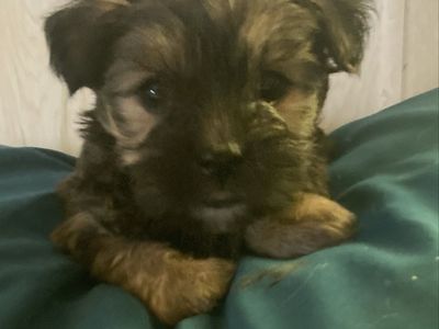 Yorshi puppies