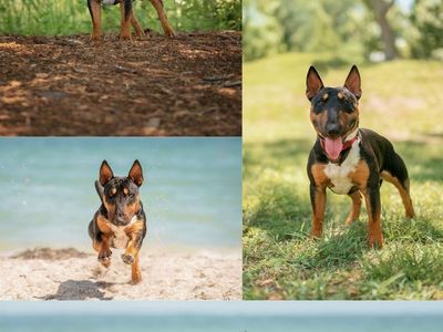 AKC Registerable Miniature Bull Terrier Female Puppies
