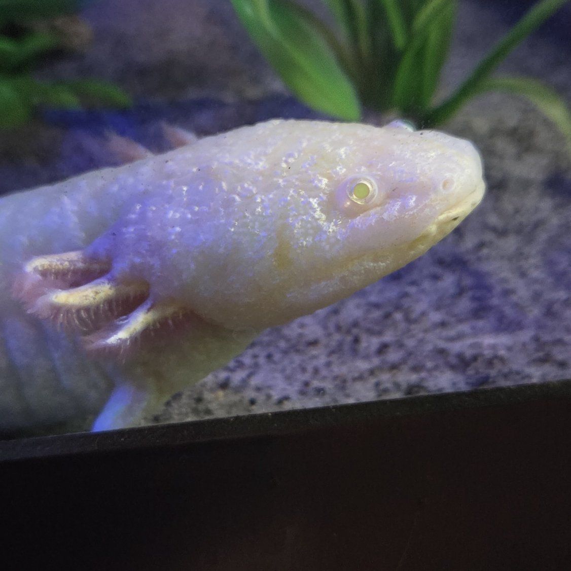 Adult Male GFP Golden Albino Axolotl