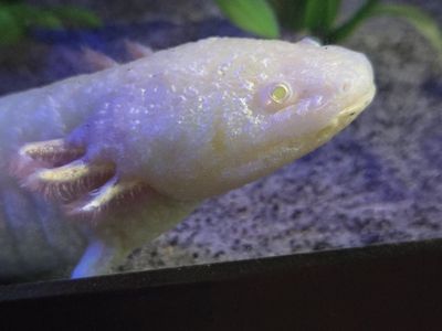 Adult Male GFP Golden Albino Axolotl