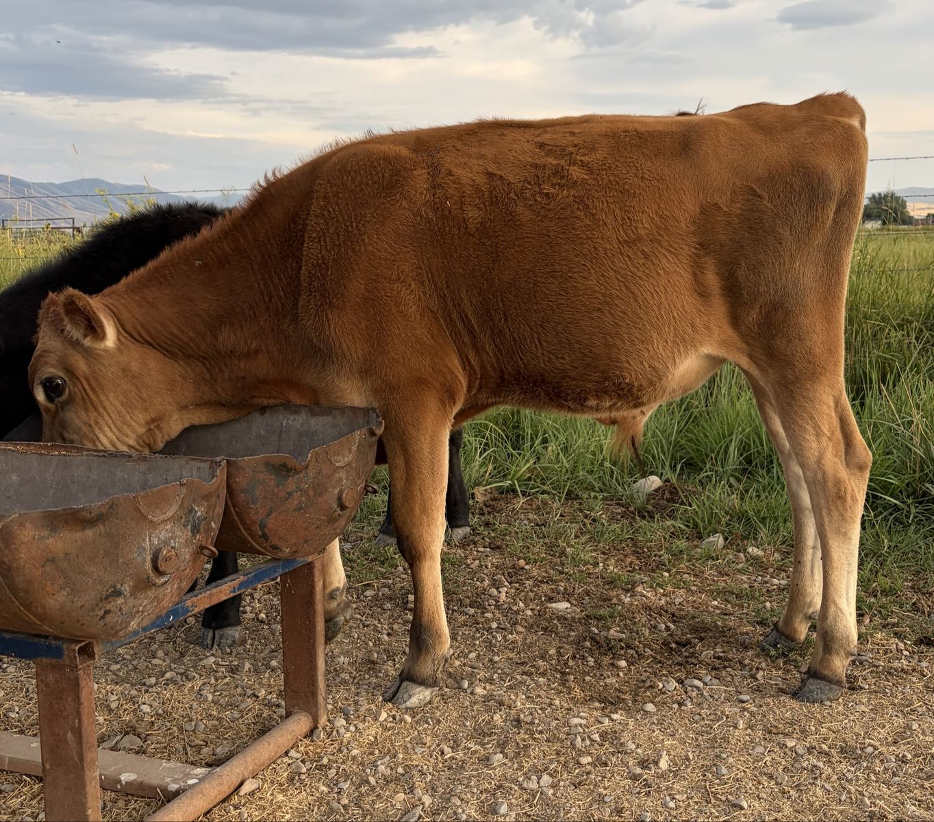 Polled Registered Jersey Bull