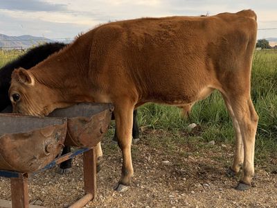 Polled Registered Jersey Bull