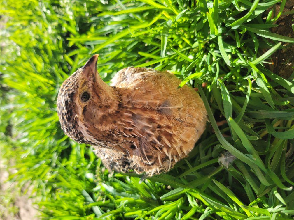 Started 3 week old Coturnix quail chicks