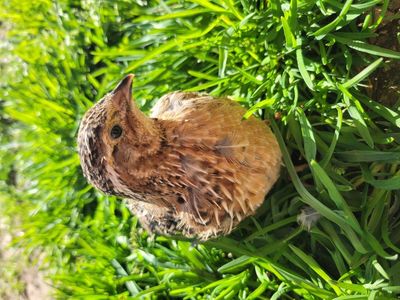Started 3 week old Coturnix quail chicks