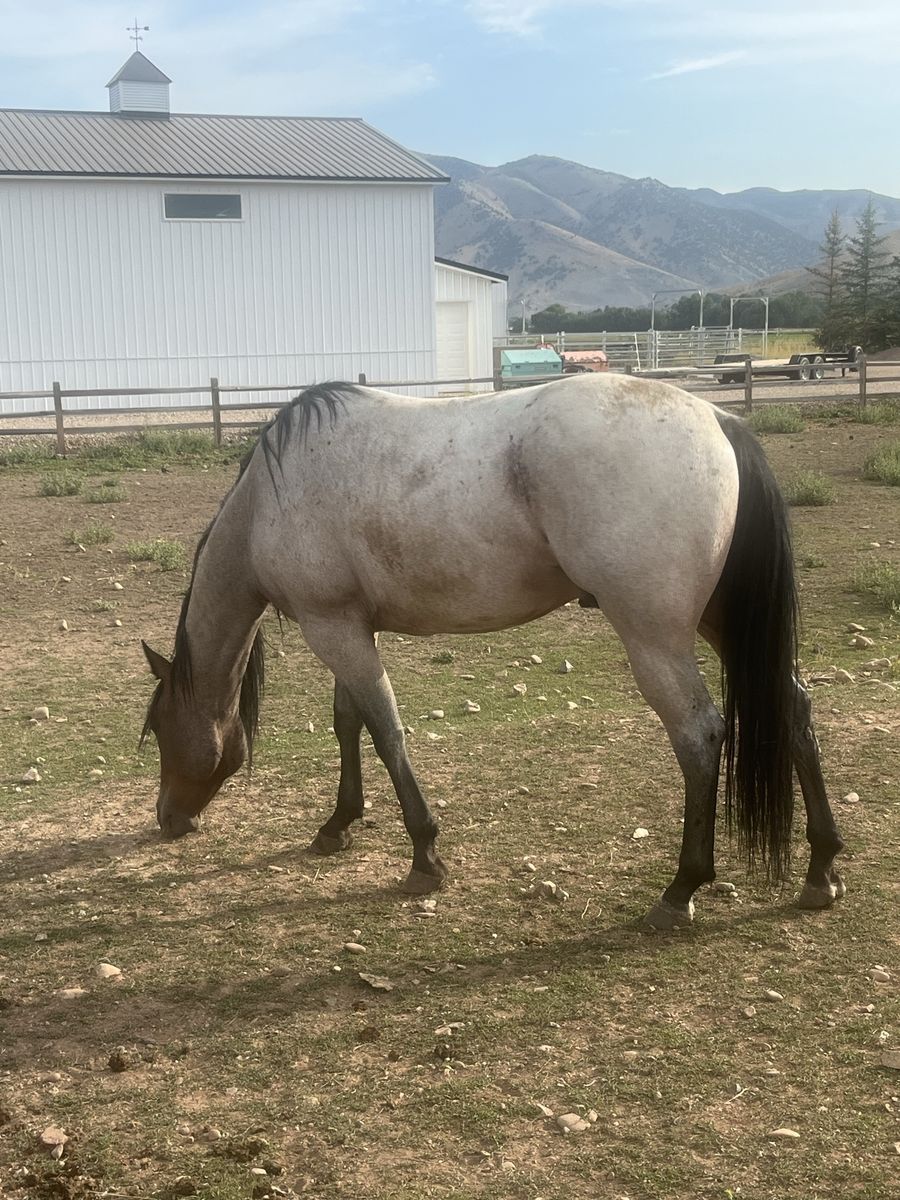 In search of a 4H Horse