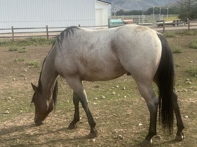 In search of a 4H Horse