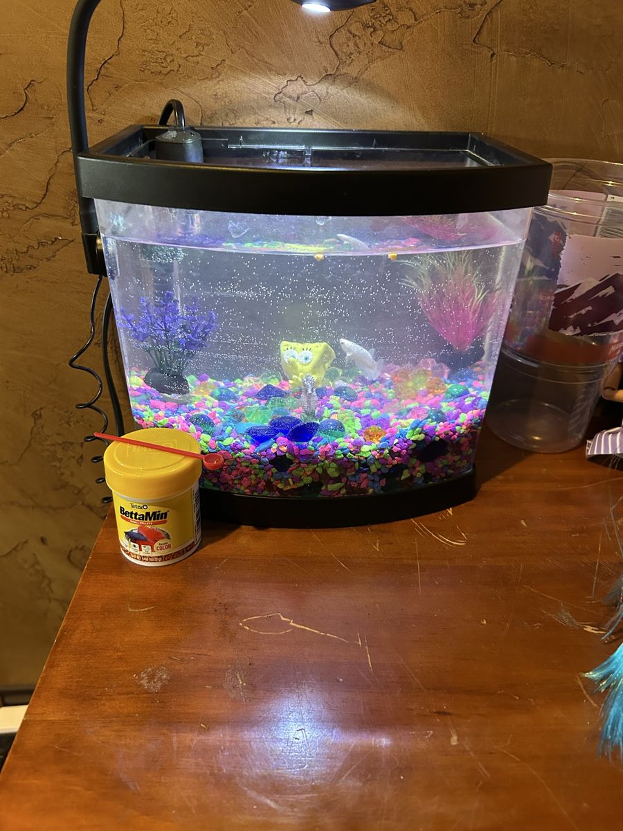 Iso 5 gallon fish tank and supplies free fish stuff
