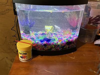Iso 5 gallon fish tank and supplies free fish stuff