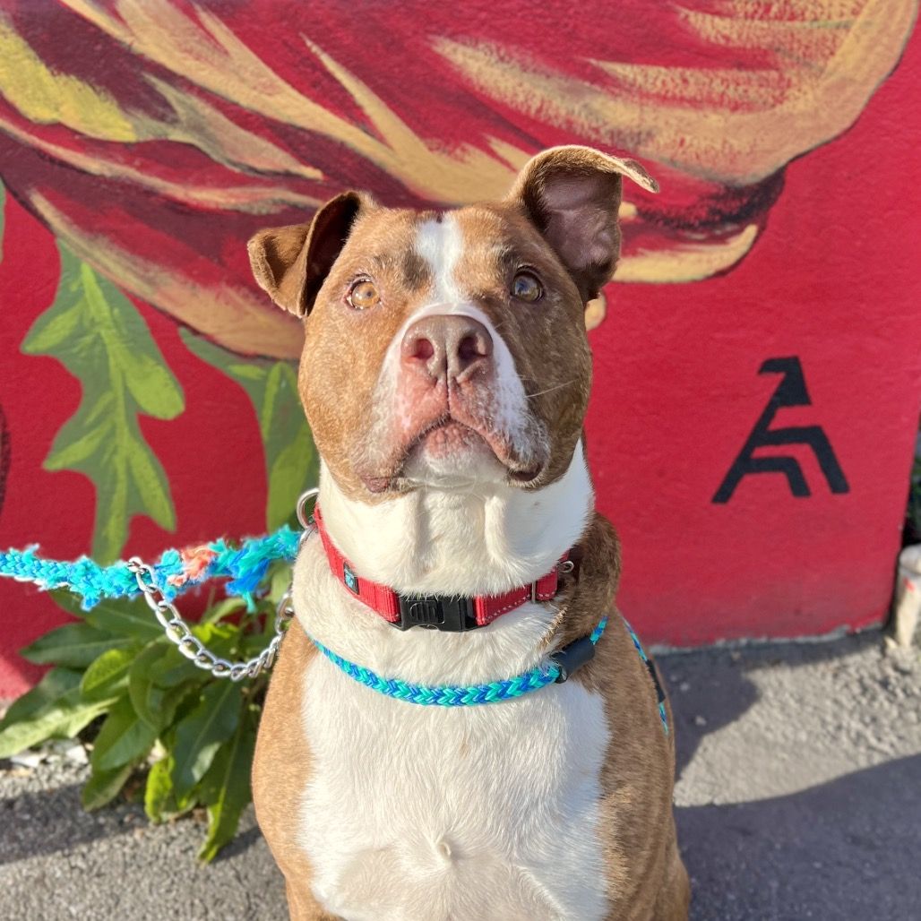 Hello my name is Dino