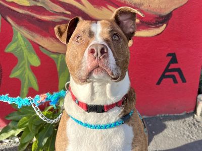 Hello my name is Dino