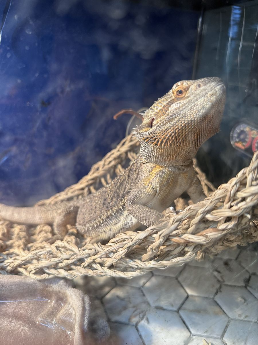 Bearded Dragon with Full Enclosure, Heat Lamp, and Accessories - Ready for a New Home
