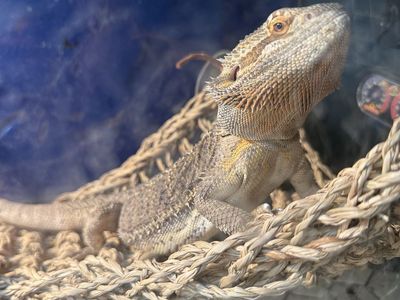 Bearded Dragon with Full Enclosure, Heat Lamp, and Accessories - Ready for a New Home