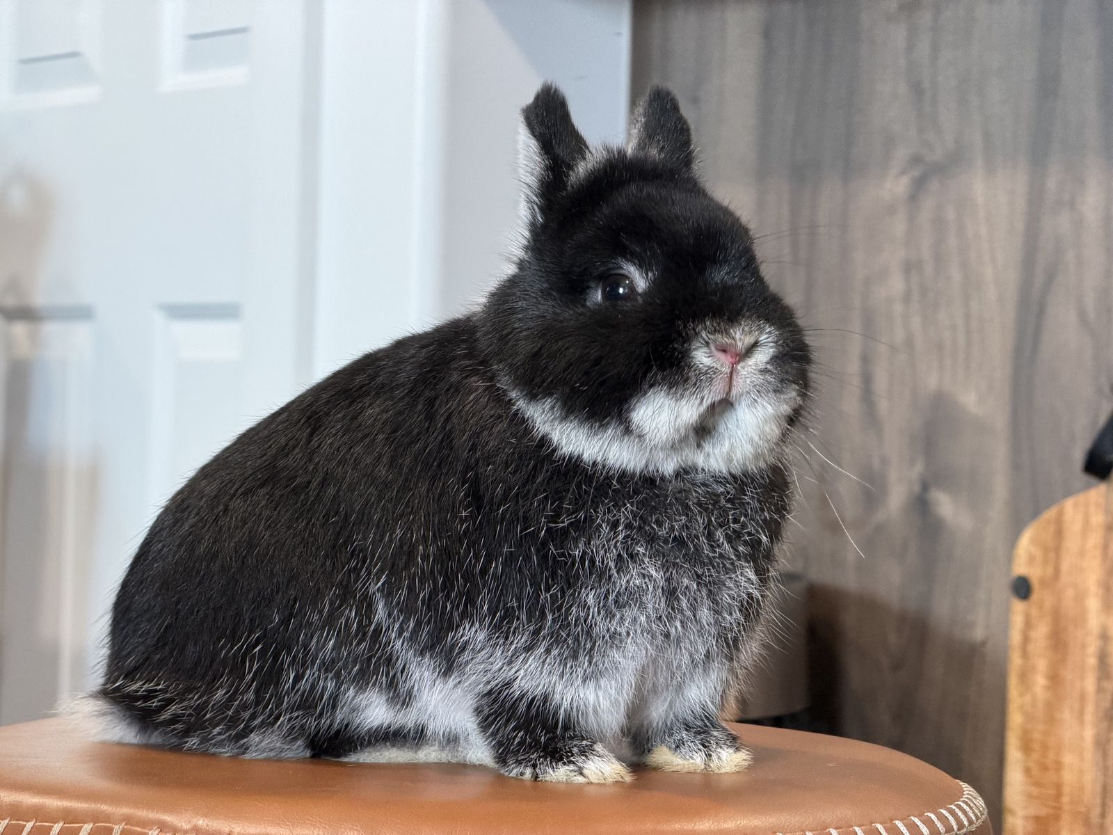 Pedigreed Silver Martin Netherland Dwarf Buck