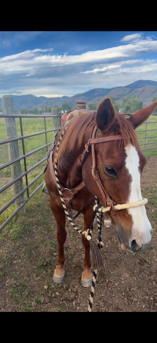 Horse