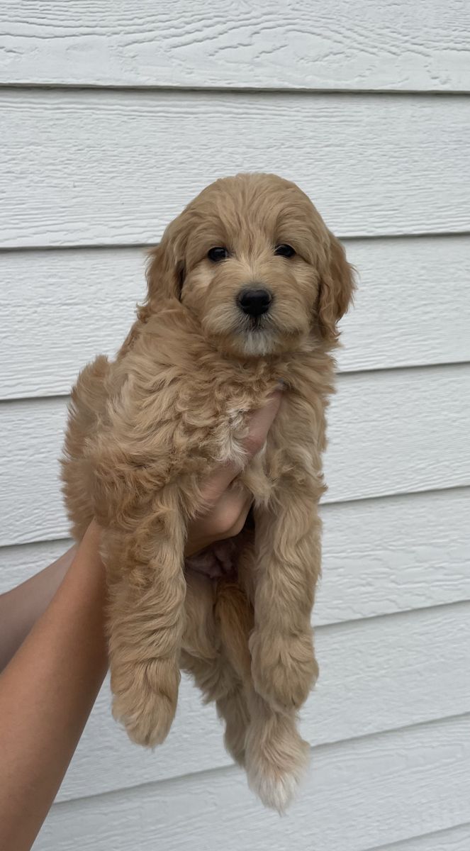 F1B Mini Goldendoodle puppies!!