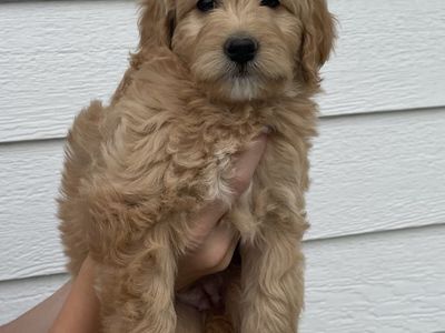 F1B Mini Goldendoodle puppies!!