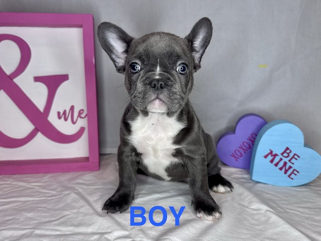 French Bulldog Puppy- Last In The Litter