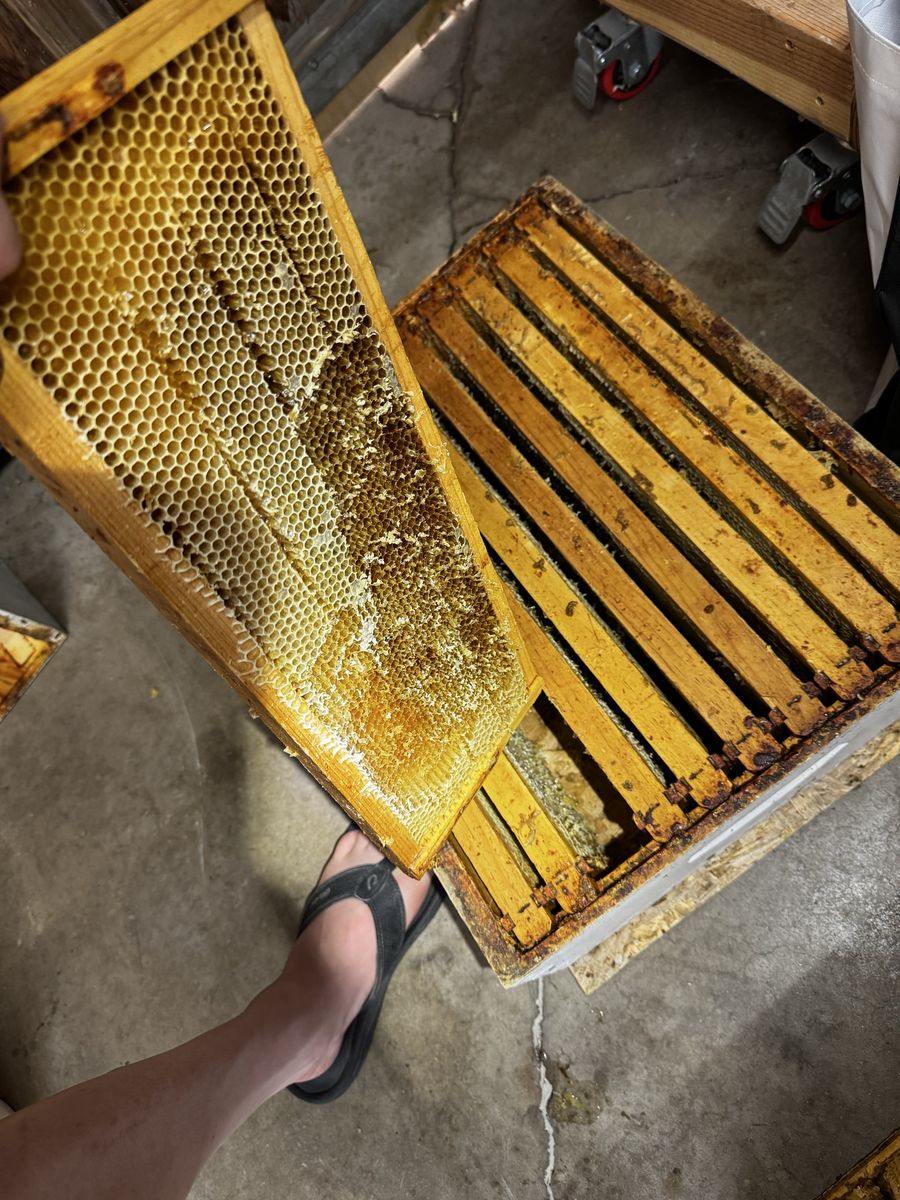 2 medium bee boxes drawn comb