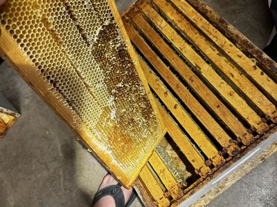 2 medium bee boxes drawn comb