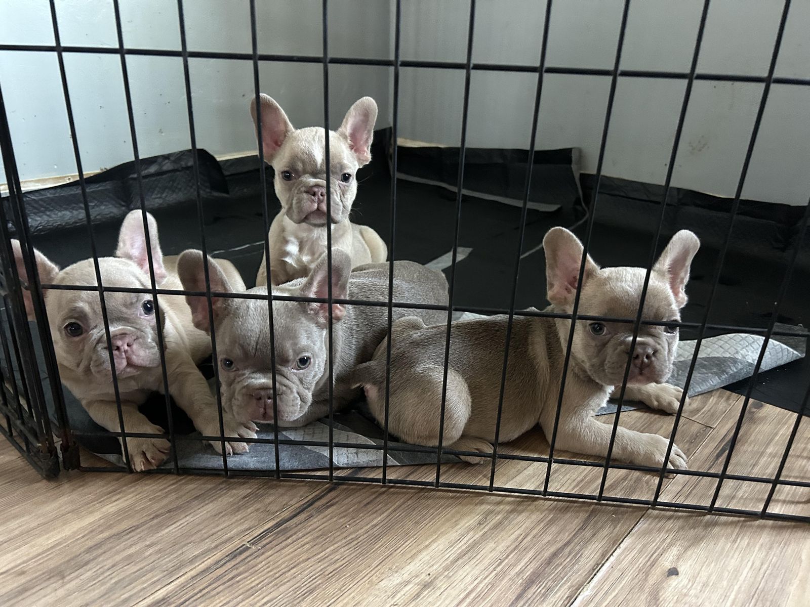 Frenchie/ French Bulldog