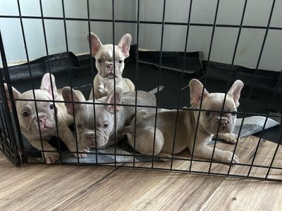 Frenchie/ French Bulldog