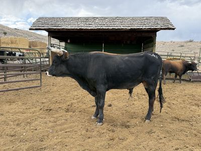 Corrientes bull